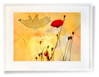 /album/prints/vallmo-jpg/